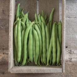 Provider -Garden Plant Shop 00010 02 provider