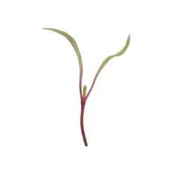 Beet, Early Wonder Tall Top -Garden Plant Shop 00123m 01 earlywondrtalltopmicro