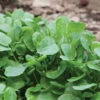 Upland Cress -Garden Plant Shop 00381 01 uplandcress
