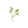 Cress, Cressida -Garden Plant Shop 00382mg 01 curcressmicro