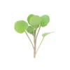 Watercress -Garden Plant Shop 00384 01 watercresssalad