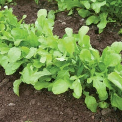 Arugula (Standard) -Garden Plant Shop 00385 02 arugula