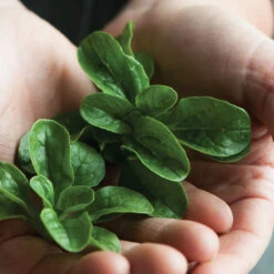 Vit -Garden Plant Shop 00419 03 vit