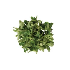 Vit -Garden Plant Shop 00419 04 vit