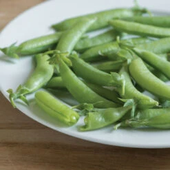 Sugar Ann -Garden Plant Shop 00559 02 sugarann