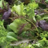 Premium Greens Mix -Garden Plant Shop 00650 01 premiummix