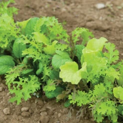 Premium Greens Mix -Garden Plant Shop 00650 02 premiummixfieldhorz