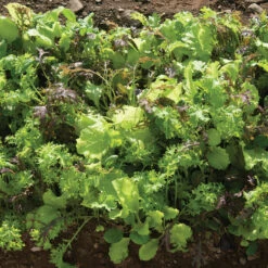 Premium Greens Mix -Garden Plant Shop 00650 03 premiummix