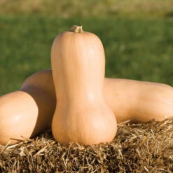 Waltham Butternut