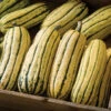 Delicata JS -Garden Plant Shop 00675g 01 delicatajs