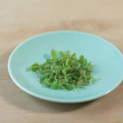 Lemon Balm -Garden Plant Shop 00766m 03 lemonbalmsilo