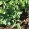 Salad Burnet -Garden Plant Shop 00839 01 saladburnsalad