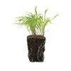 Dill -Garden Plant Shop 00920m 02 bouquetdillmicro