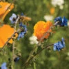 Bee Feed Mix -Garden Plant Shop 01397 01 beefeedmixweb