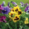 Majestic Giants II Formula Mix -Garden Plant Shop 01626 01 majgiaformmix