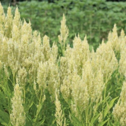 Garden Plant Shop -Garden Plant Shop 01834 02 sylphid