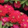 Double Zahara™ Cherry -Garden Plant Shop 01899 01 double zahara cherry zinnia