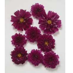 Garden Plant Shop -Garden Plant Shop 01959 01 doubleclickcranberry