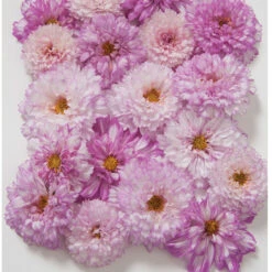 Garden Plant Shop -Garden Plant Shop 01960 01 doubleclickpink