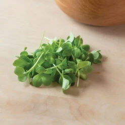 Radish, Daikon -Garden Plant Shop 02155mg 03 daikonradmicro