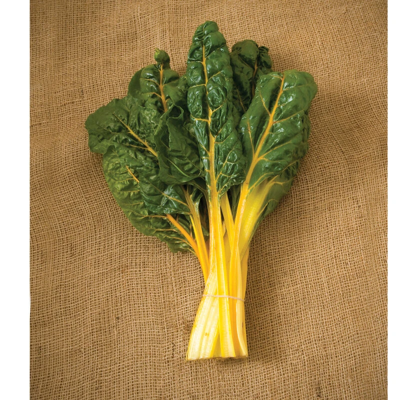 Bright Yellow 4 Bright Yellow - Image 2