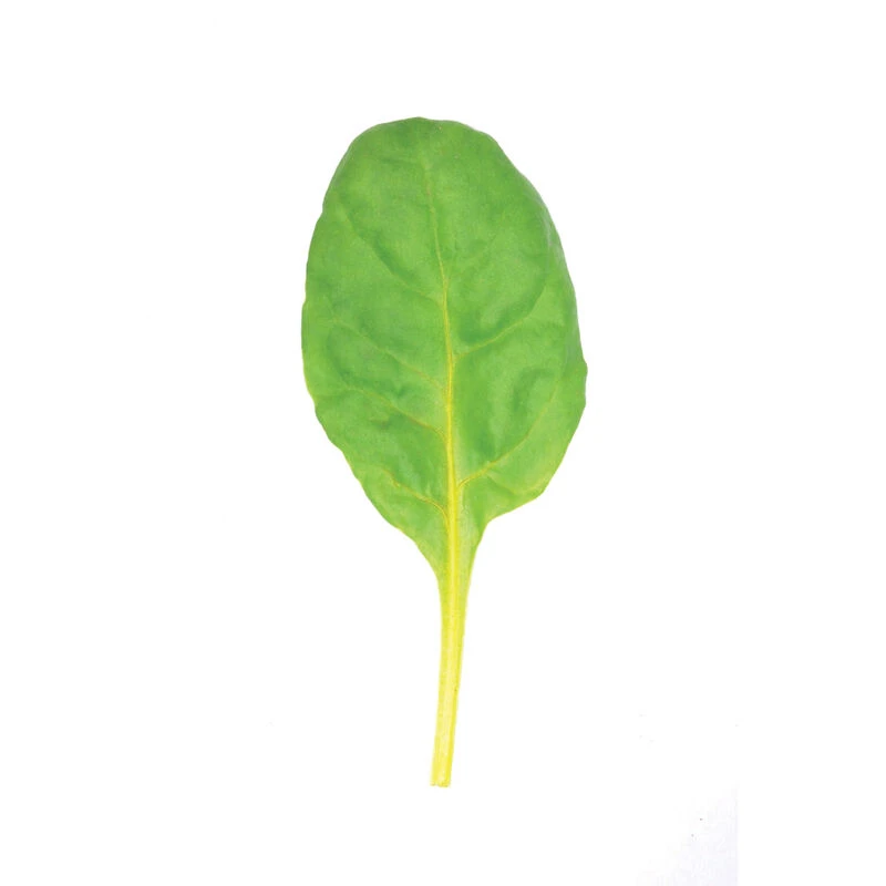 Bright Yellow 6 Bright Yellow - Image 4