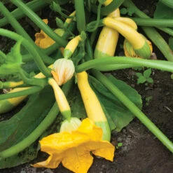 Specialty Summer Squash Set
