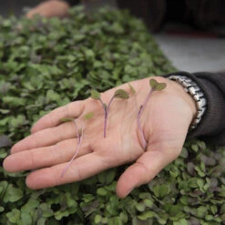 Kohlrabi, Purple 5 Kohlrabi, Purple -Garden Plant Shop 02237m 02 kholrabi