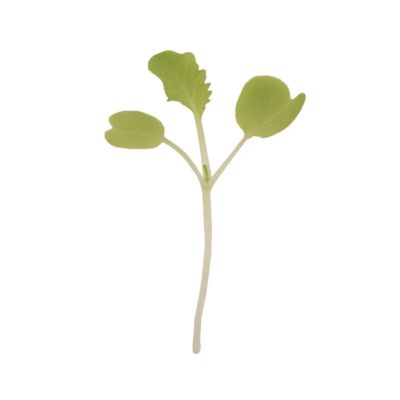 Chinese Cabbage, Tokyo Bekana 3 Chinese Cabbage, Tokyo Bekana