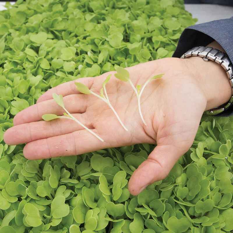 Chinese Cabbage, Tokyo Bekana 4 Chinese Cabbage, Tokyo Bekana - Image 2