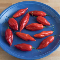 Hot Paper Lantern -Garden Plant Shop 02343g 02 hotpaperlant