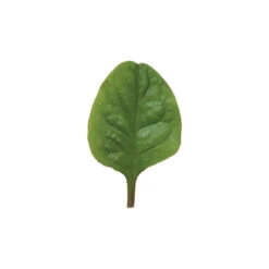 Red Malabar Spinach -Garden Plant Shop 02437 04 redmalabar