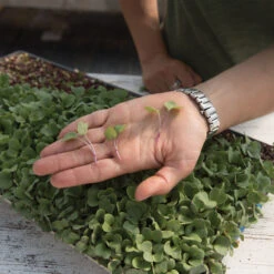 Radish, Hong Vit -Garden Plant Shop 02461m 02 hong vit