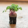 Radish, Hong Vit 1 Radish, Hong Vit -Garden Plant Shop 02461m 03 hong vit