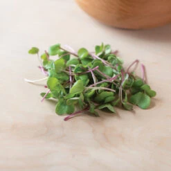 Radish, Hong Vit -Garden Plant Shop 02461m 04 hong vit