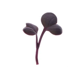 Radish, Red Rambo -Garden Plant Shop 02539mg 01 redrambo