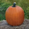 Champion -Garden Plant Shop 02601 01 champion pumpkin