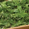 Ovation Greens Mix -Garden Plant Shop 02697g 01 ovationgreens