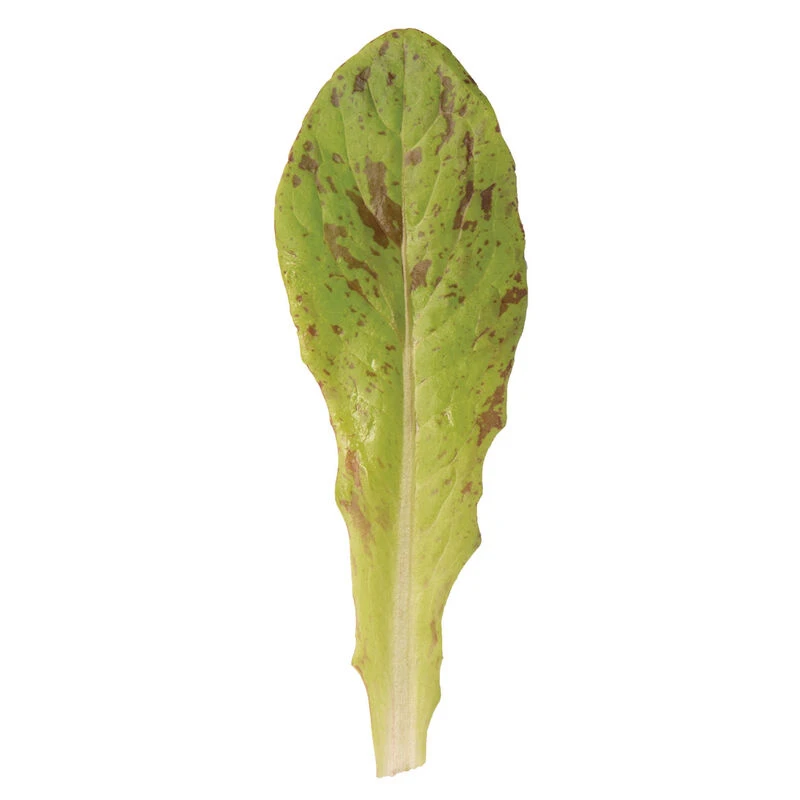 Flashy Trout Back 4 Flashy Trout Back - Image 2