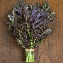 Ruby Streaks -Garden Plant Shop 02740g 01 ruby streaks