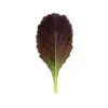 Garnet Giant -Garden Plant Shop 02797g 01 garnet giant