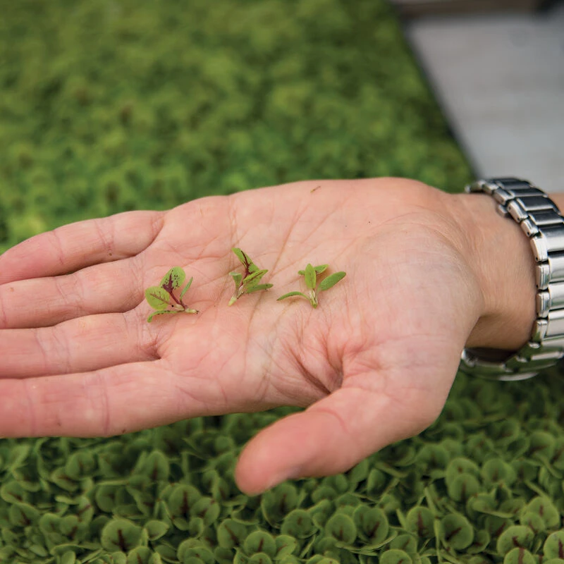 Sorrel, Red Veined 6 Sorrel, Red Veined - Image 4