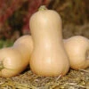 Metro PMR 2 Metro PMR -Garden Plant Shop 02867g 01 metro butternut squash