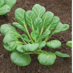 Tatsoi -Garden Plant Shop 02897 05 tatsoi