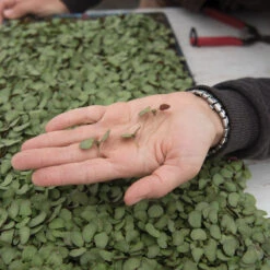 Shiso, Britton -Garden Plant Shop 02943m 02 shiso britton