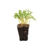 Beet, Yellow -Garden Plant Shop 02965m 01 yellowbeet