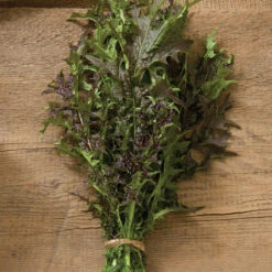 Red Splendor 7 Red Splendor -Garden Plant Shop 03051 01 red splendor