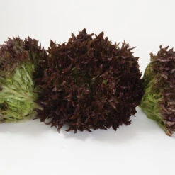 Salanova® Red Sweet Crisp -Garden Plant Shop 03055jp 03 redsweetcrispfriseeheadstudio