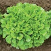 Salanova® Green Oakleaf 1 Salanova® Green Oakleaf -Garden Plant Shop 03058jp 01 greenmultileafoakheadfield