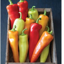 Hungarian Hot Wax -Garden Plant Shop 03092g 02 hungarianhotwax